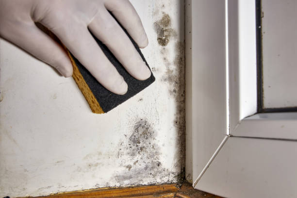 Best HVAC Mold Inspection and Cleaning  in St John, IN